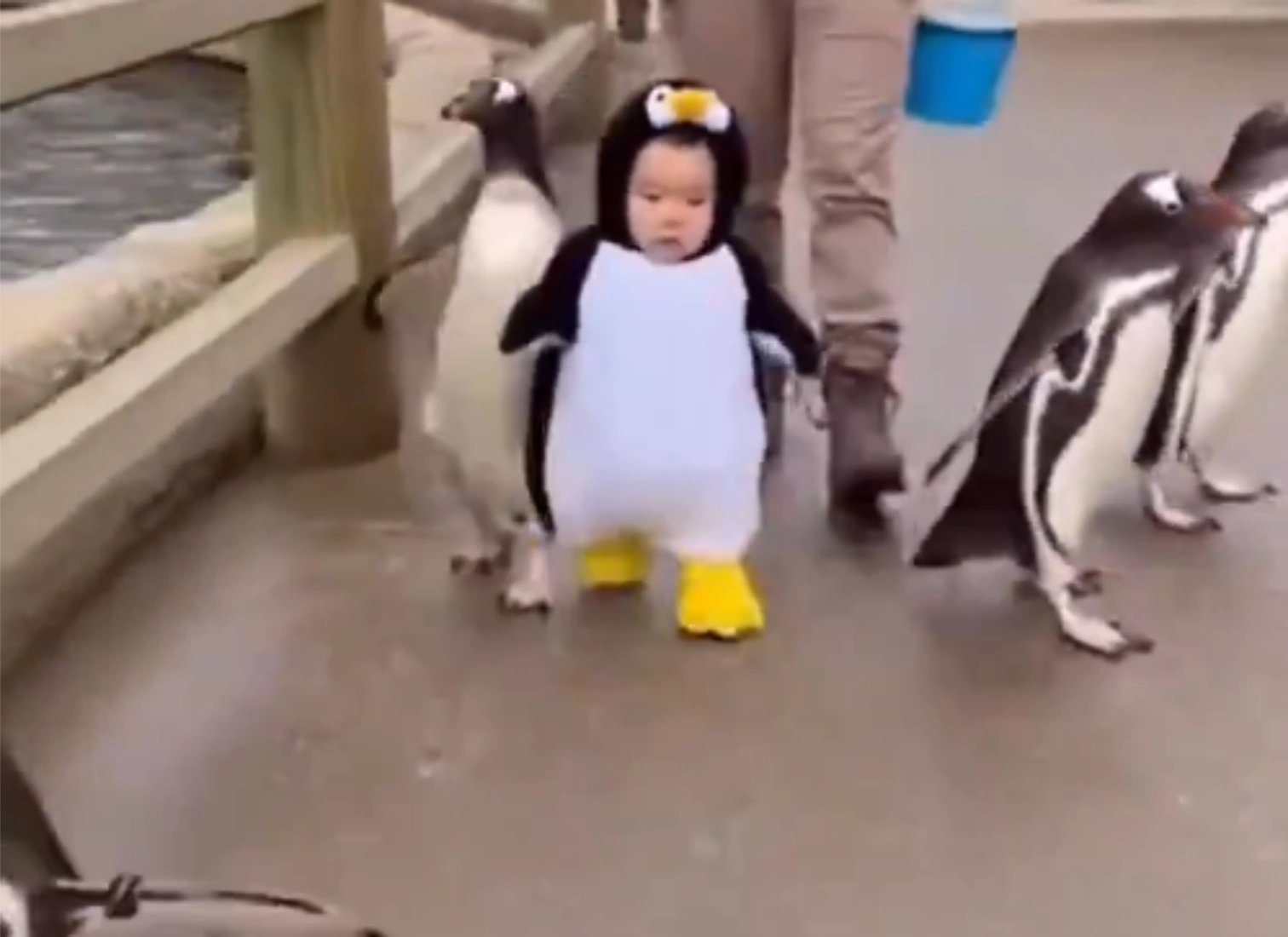 Little Girl Dressed Like Penguins Walk With Them