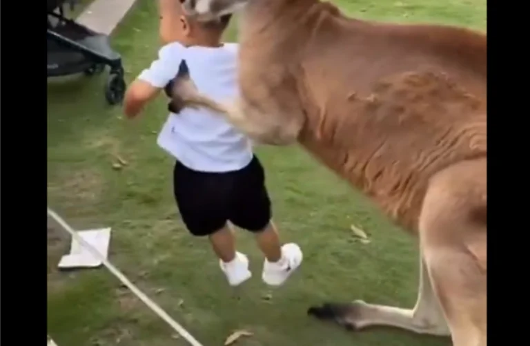 Video: This Shows How Kind Some Animals Can Be