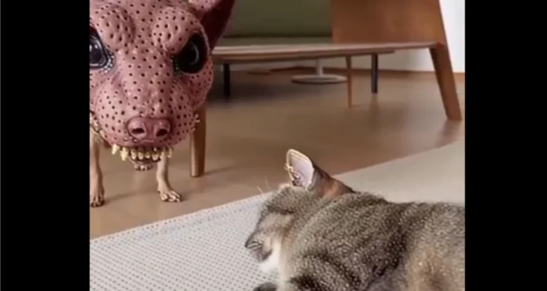 This Video Shows Just How Much Cats Fear Zombies
