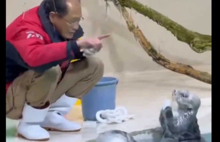 Otters Help Grandpa Tidy Up the Toys: See How He Rewards Them