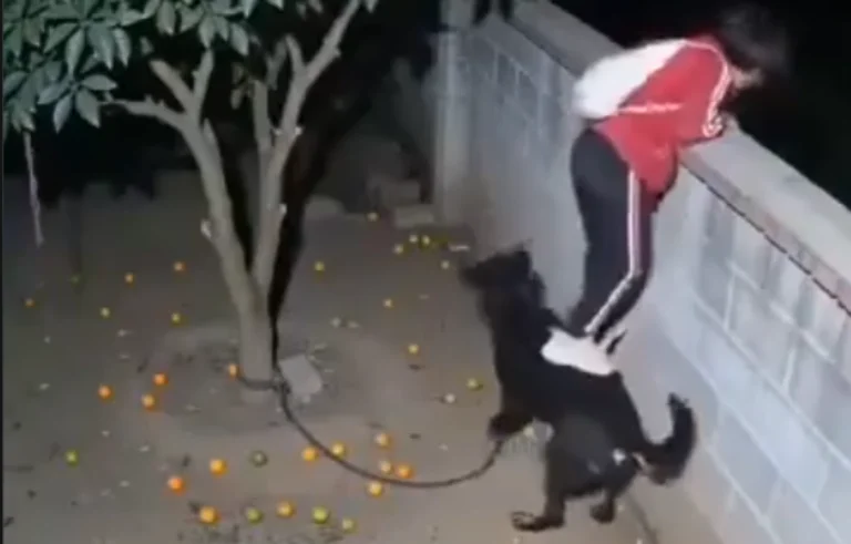 This Video Shows Why You Need to be Kind to Dogs